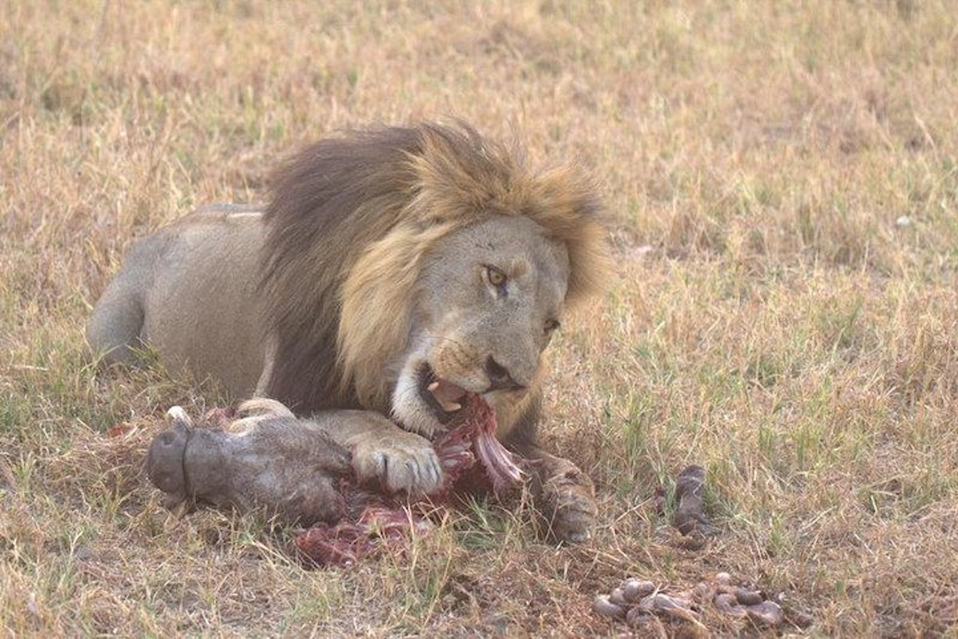 26 Day Photographer's Dream Safari Trip Package